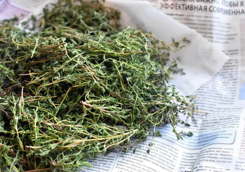 Czym zastąpić tymianek? Najlepsze zamienniki i szybkie porady