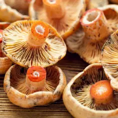 Pomarańczowe rydze na drewnianym tle. Pyszne grzyby, z których można zrobić wiele potraw.