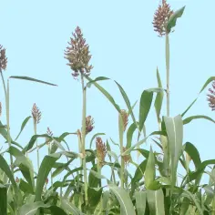 Wysokie łodygi sorgo z brązowymi wiechami, zielonymi liśćmi na tle błękitnego nieba. To co zamiast kukurydzy.
