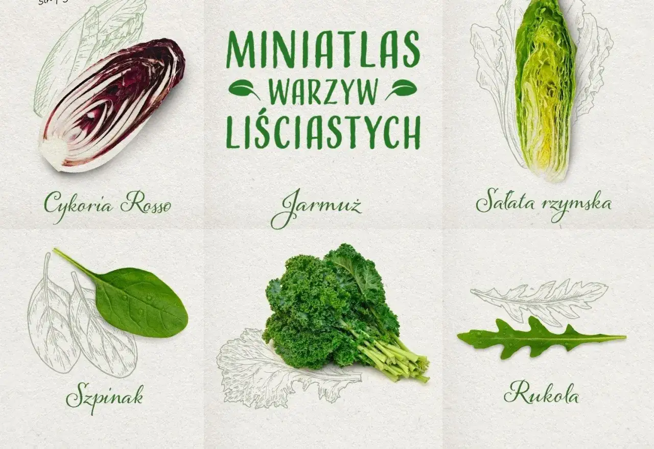 Miniatlas warzyw liściastych: cykoria rosso, jarmuż, sałata rzymska, szpinak, rukola. Szukasz co zamiast szpinaku? Sprawdź te zdrowe alternatywy!