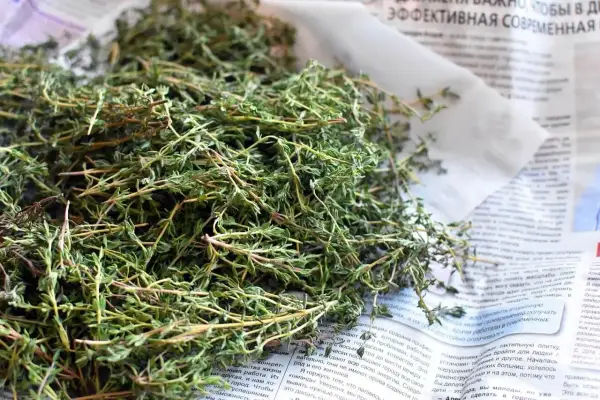Czym zastąpić tymianek? Najlepsze zamienniki i szybkie porady
