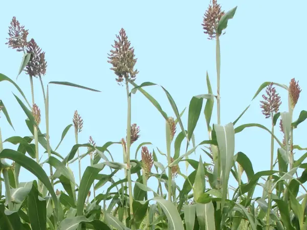 Sorgo zamiast kukurydzy? Odkryj opłacalne alternatywy dla rolników